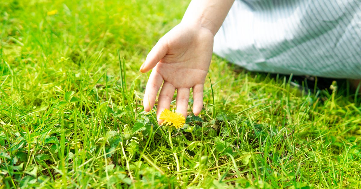 Perfectly striped green lawn maintained with professional lawn care
